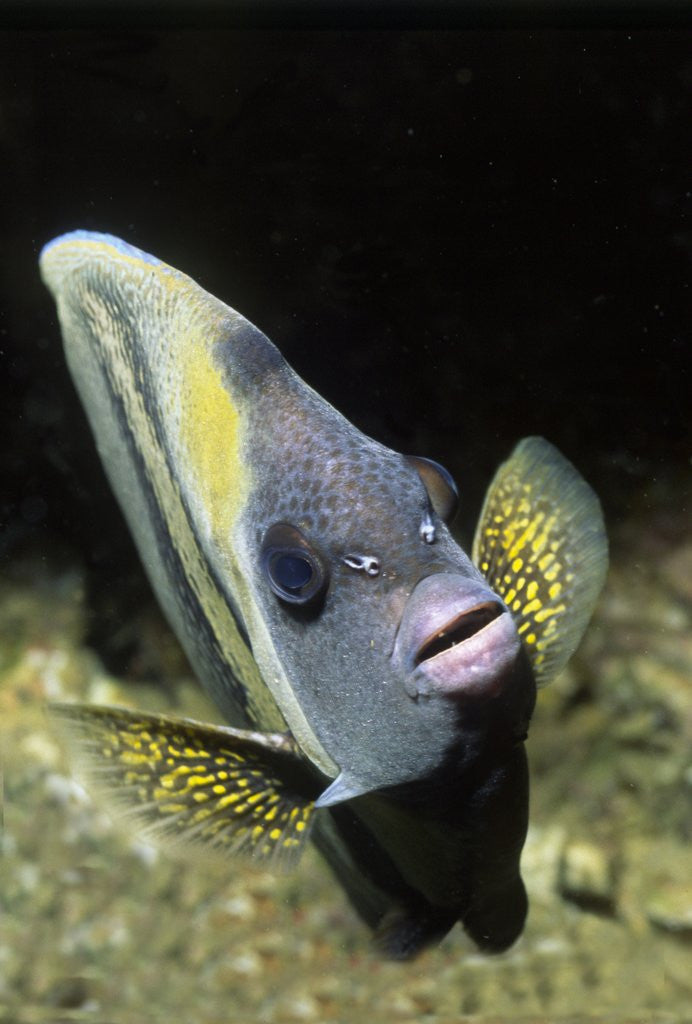 Detail of Cortez Angelfish by Anonymous