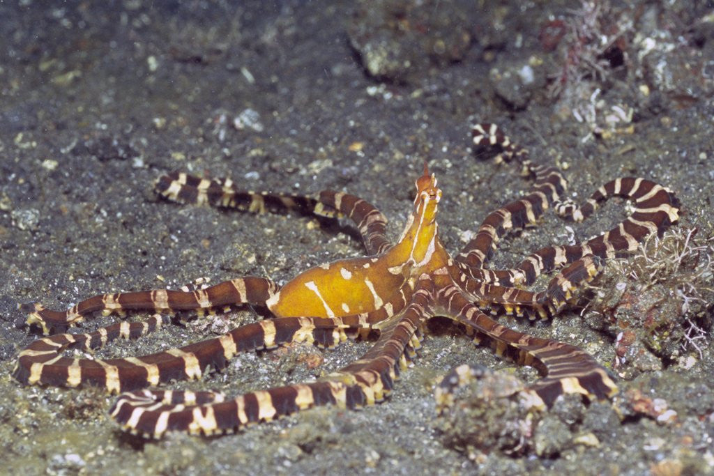 Detail of Wunderpuss Octopus by Anonymous