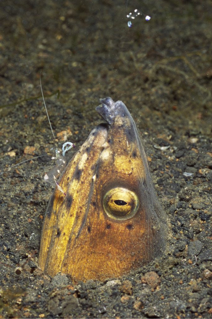 Detail of Black-Finned Snake Eel being cleaned by a Shrimp by Corbis