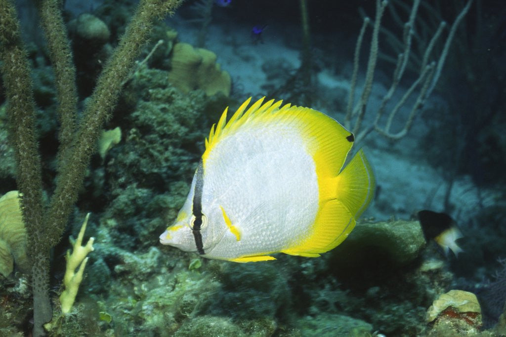 Detail of Spotfin Butterfly fish by Anonymous
