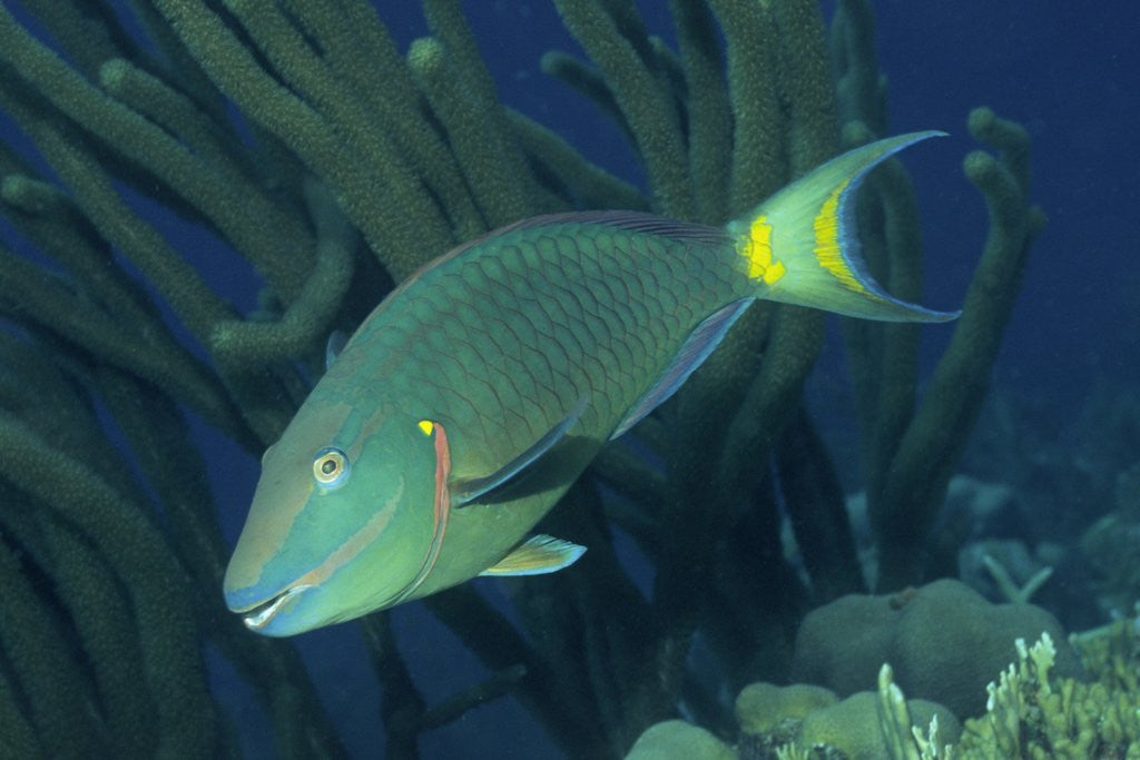 Detail of Spotlight Parrotfish supermale by Anonymous