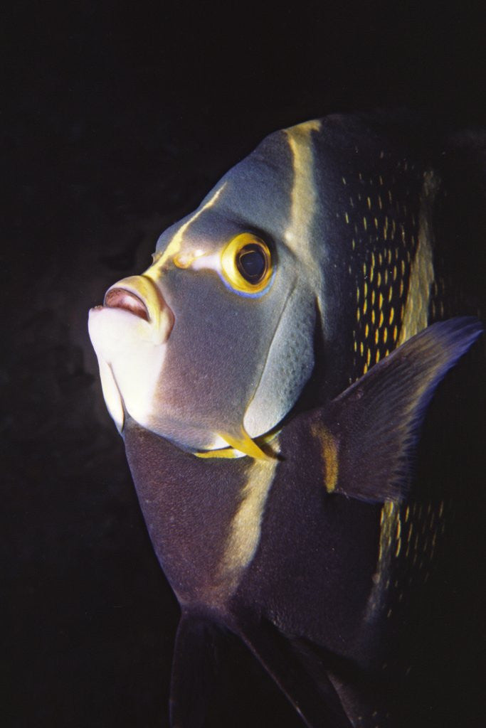 Detail of French Angelfish close-up by Anonymous