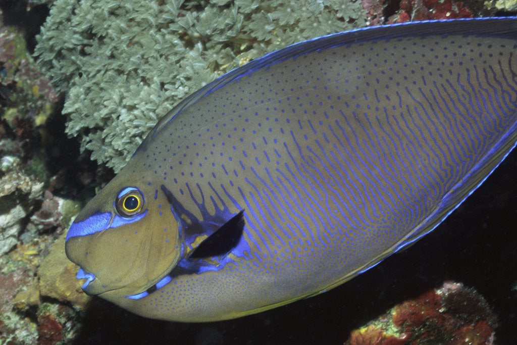 Detail of Big nose Unicorn fish by Anonymous