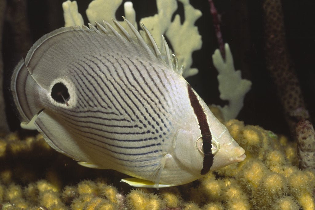 Detail of Four eye Butterfly fish by Anonymous