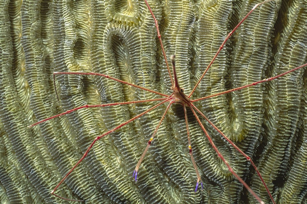 Detail of Yellowline Arrow Crab by Anonymous