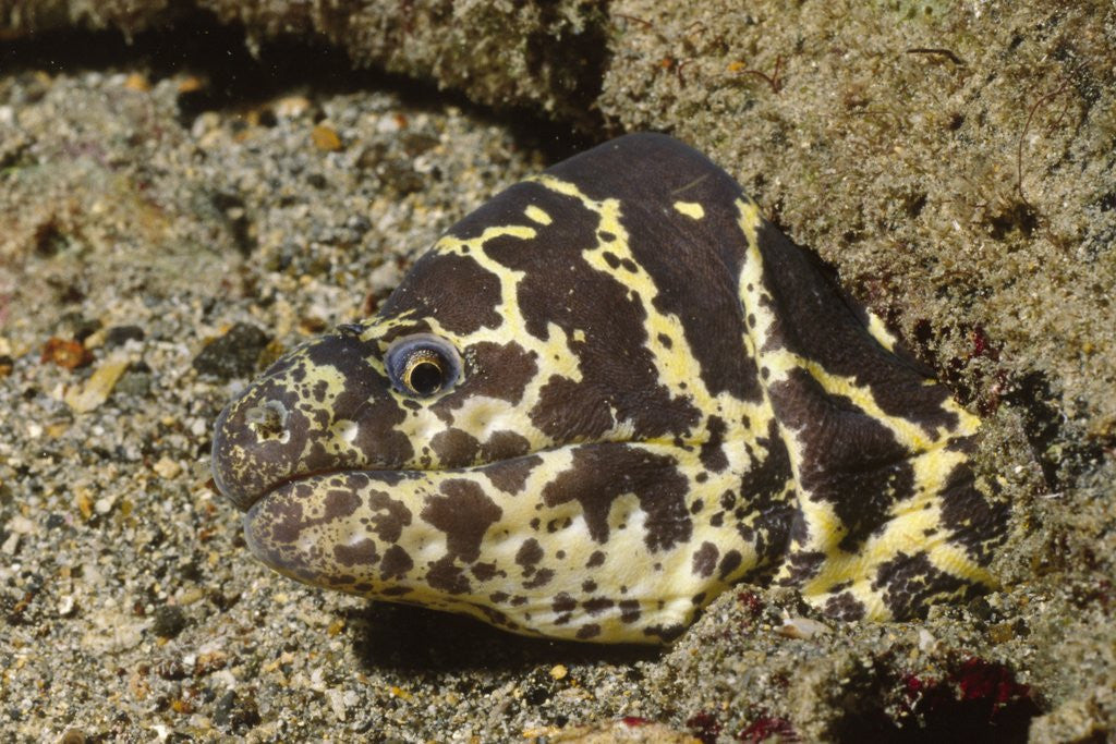 Detail of Chain Moray Eel by Anonymous