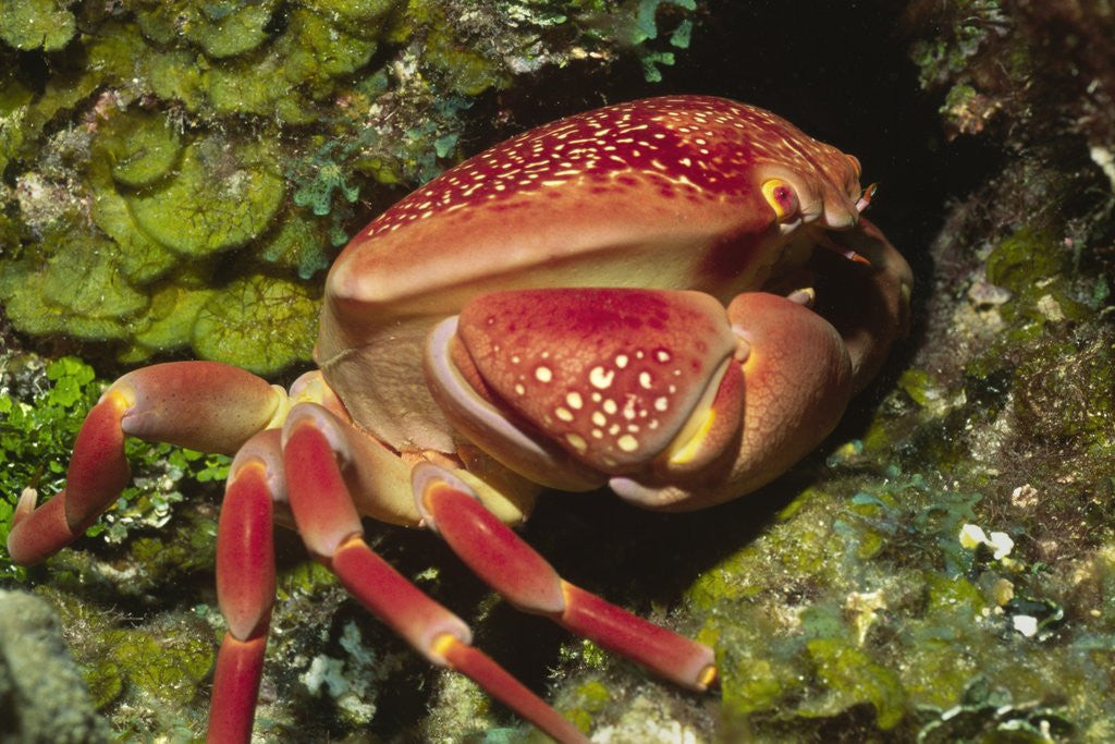 Detail of Batwing Coral Crab by Anonymous