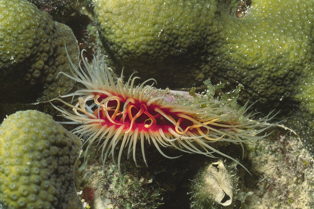Detail of Rough File clam by Anonymous