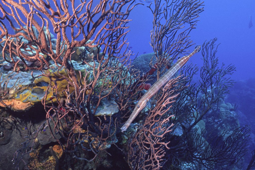 Detail of Trumpet fish by Anonymous