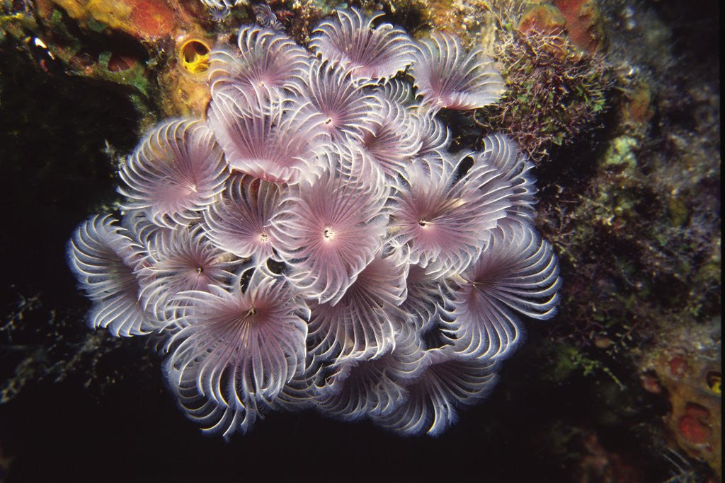 Detail of Social Feather Duster Worms by Anonymous