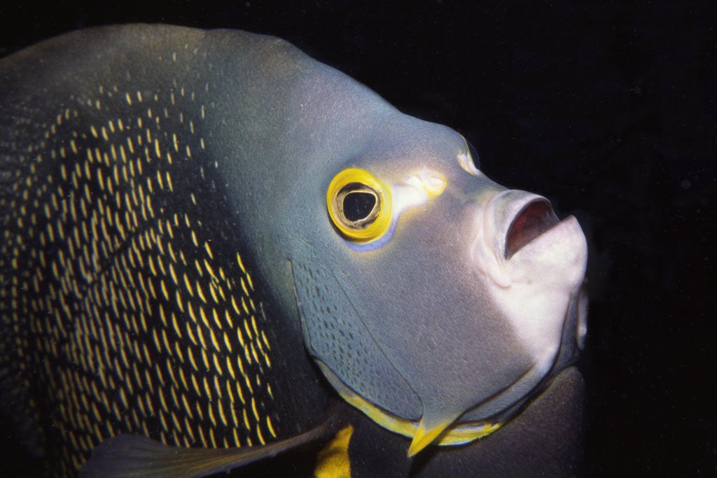 Detail of French Angelfish close-up by Anonymous