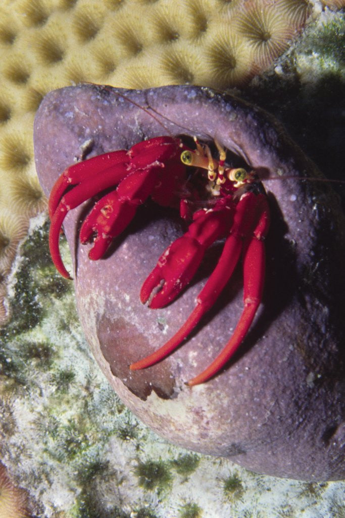 Detail of Red Reef Hermit Crab by Anonymous