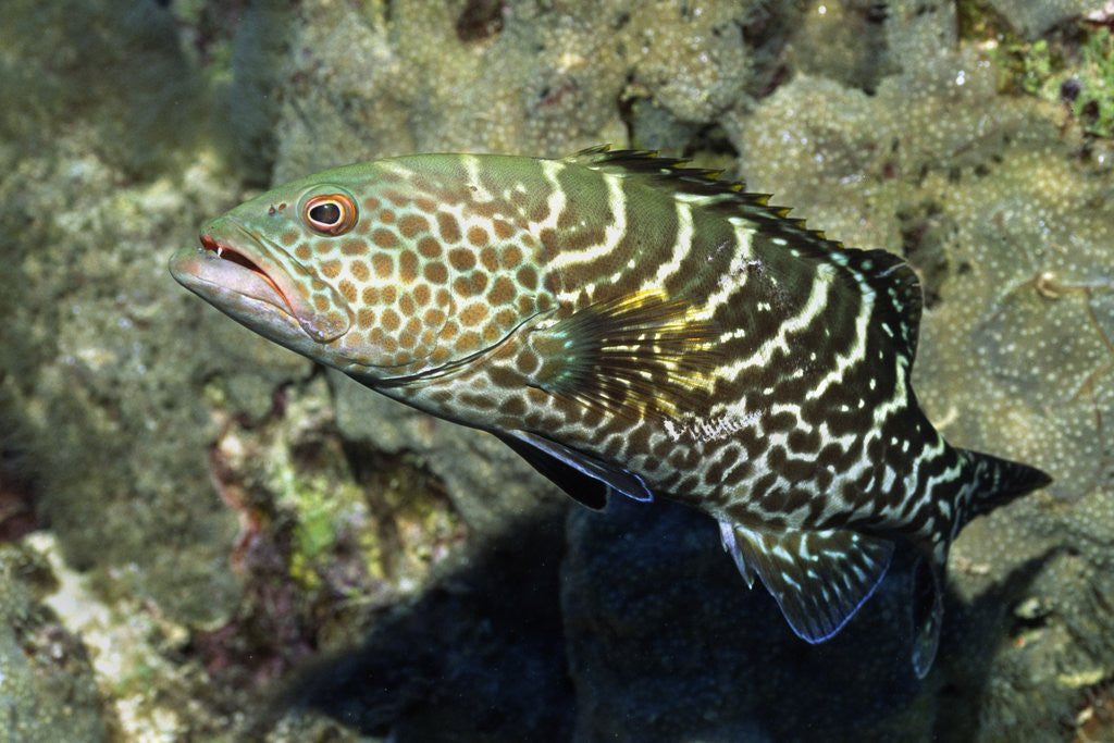 Detail of Tiger Grouper by Anonymous