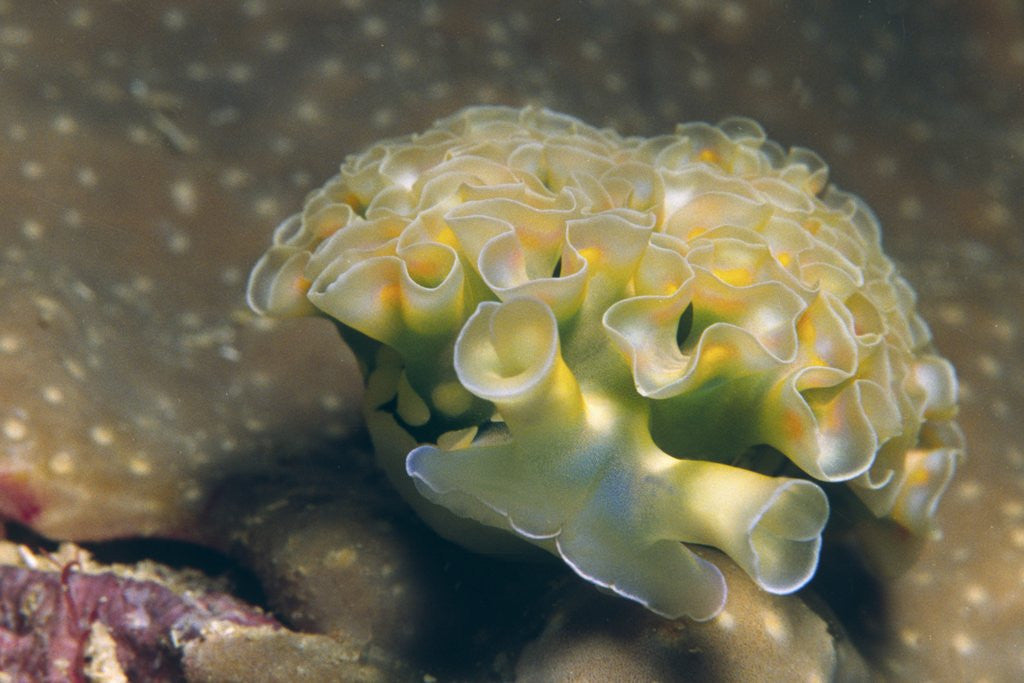 Detail of Lettuce Sea Slug by Anonymous