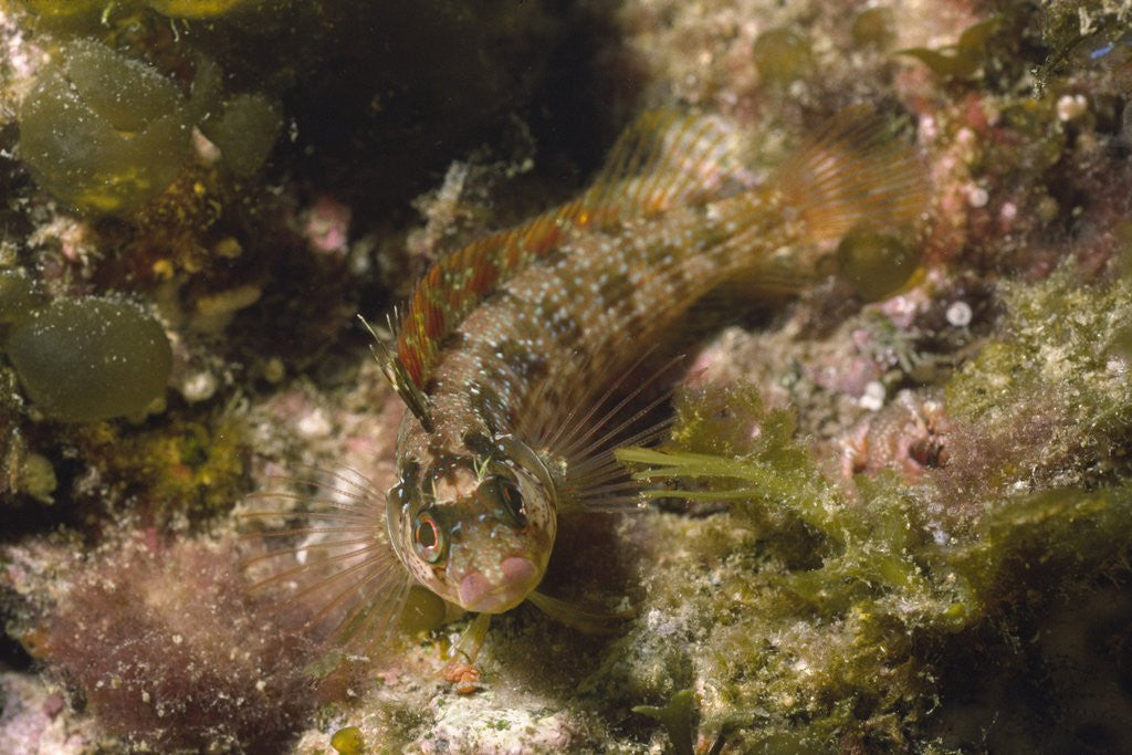 Detail of Island Kelpfish by Anonymous