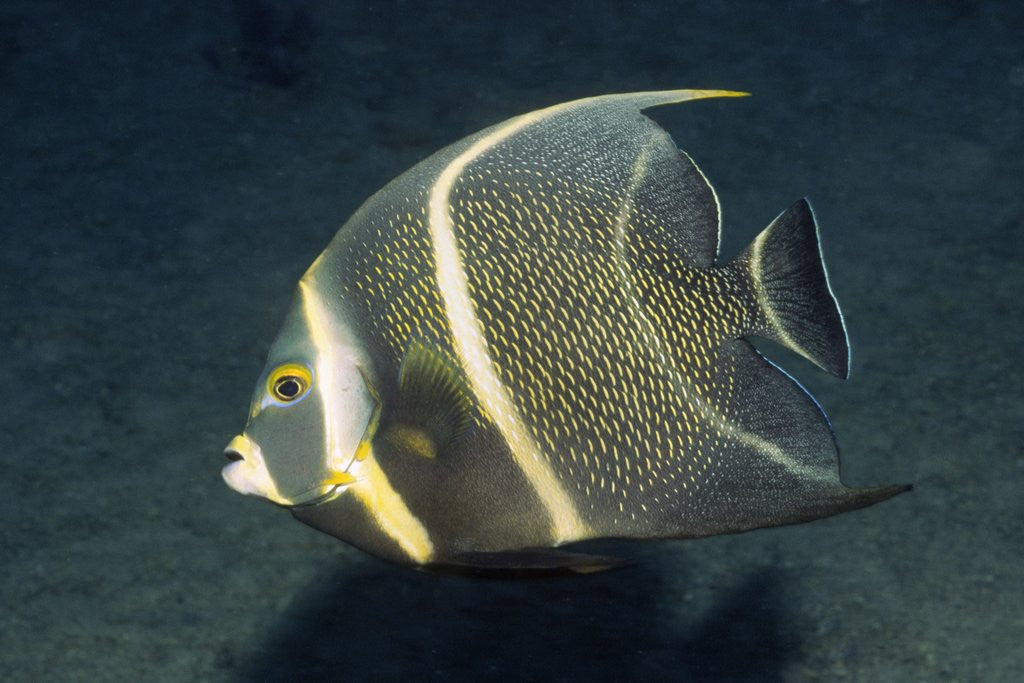 Detail of French Angelfish by Anonymous