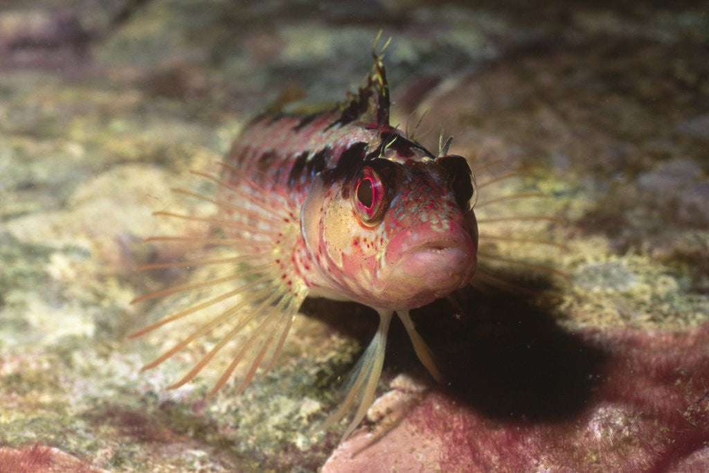 Detail of Island Kelpfish by Anonymous