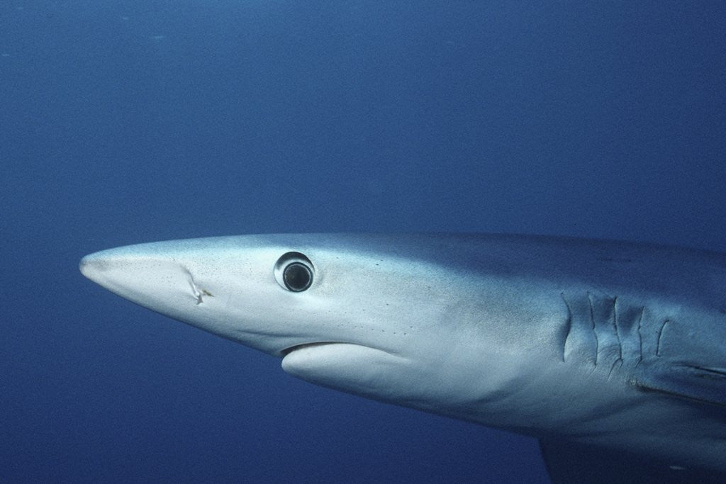 Detail of Blue Shark close-up by Anonymous