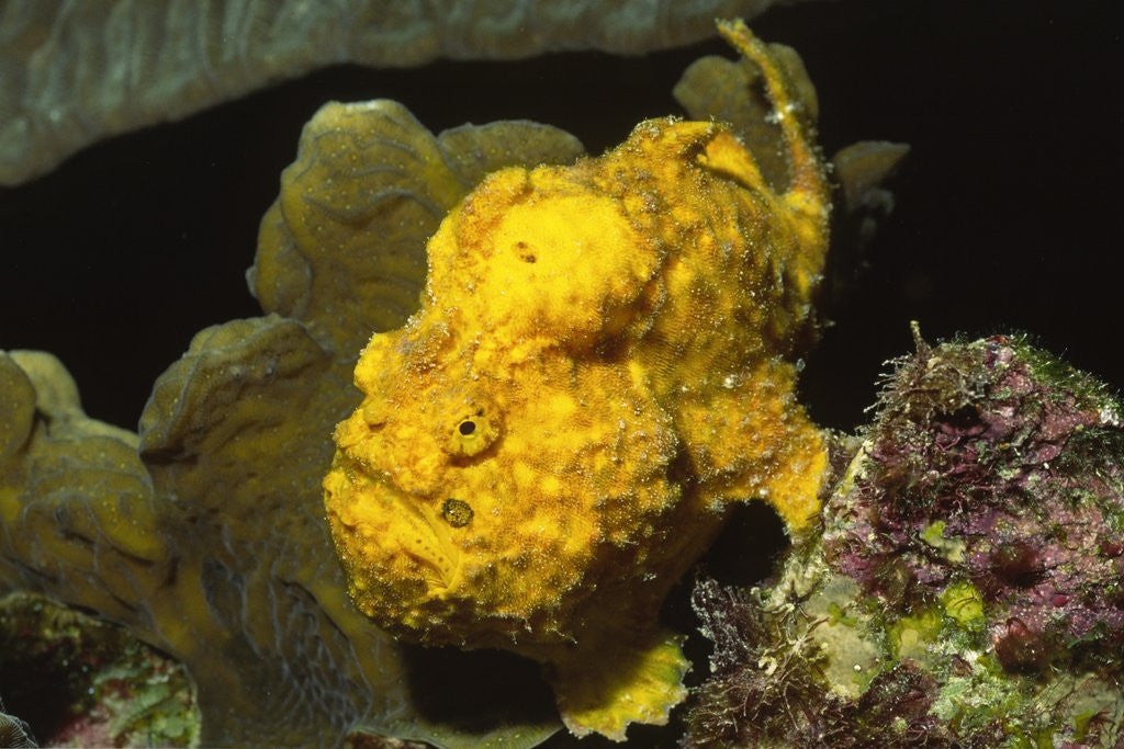 Detail of Longlure Frogfish by Anonymous