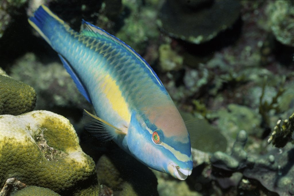 Detail of Princess Parrotfish by Anonymous