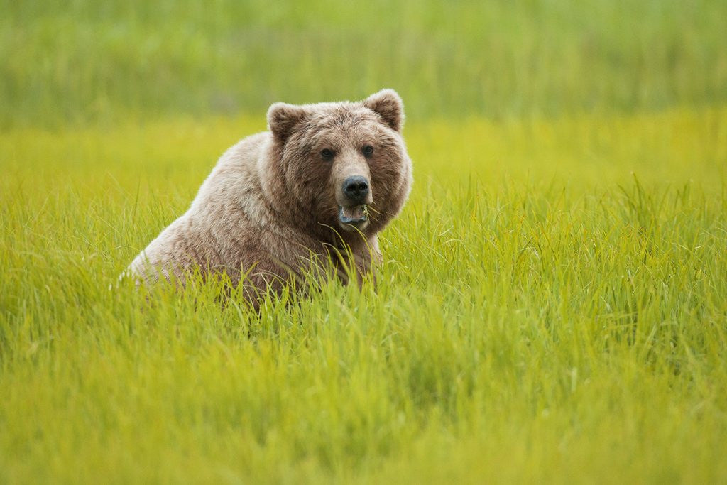 Detail of Grizzly bear eating by Anonymous