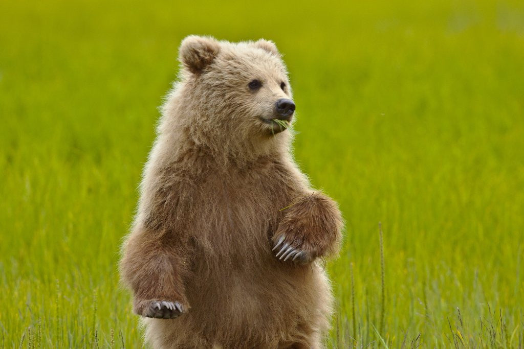 Detail of Grizzly bear cub chewing grass by Anonymous