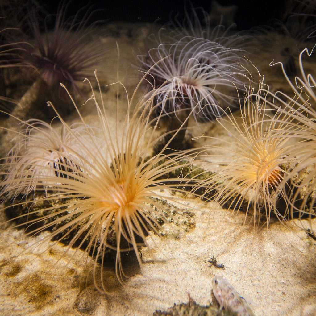 Detail of Tube-dwelling anemone by Corbis