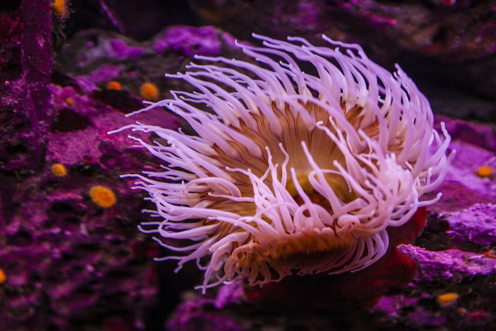 Detail of Pink Anemone by Anonymous