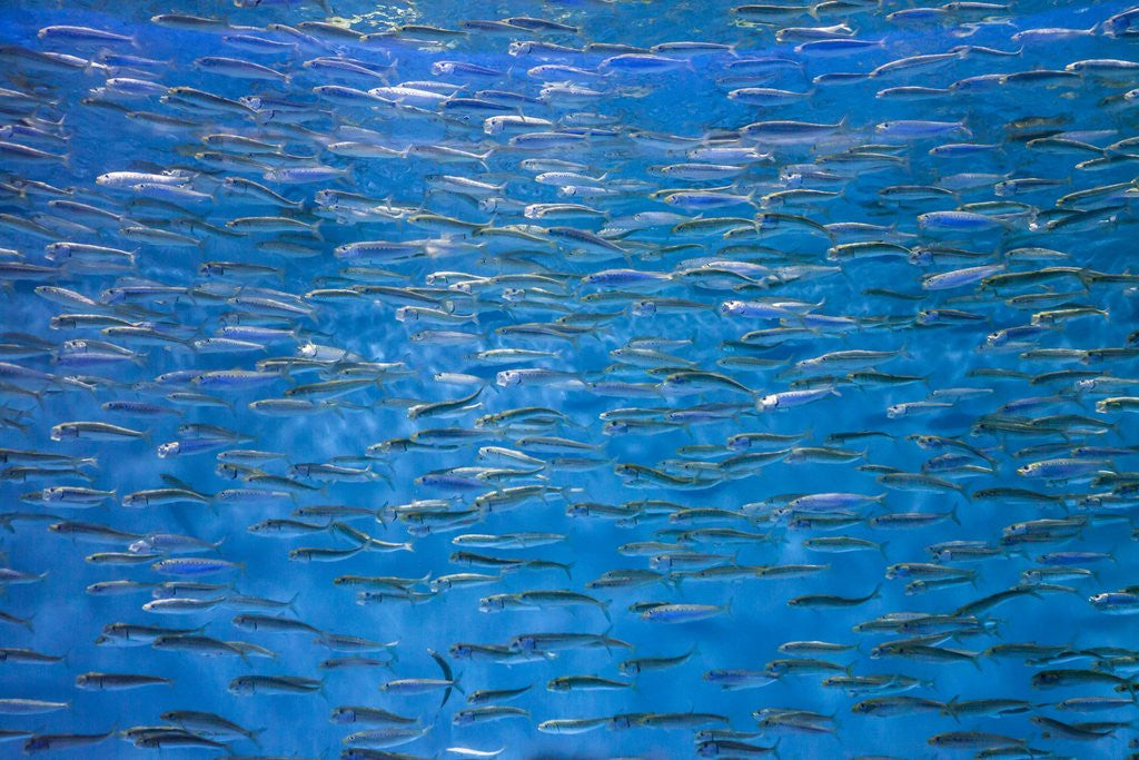 Detail of A school of fish by Anonymous