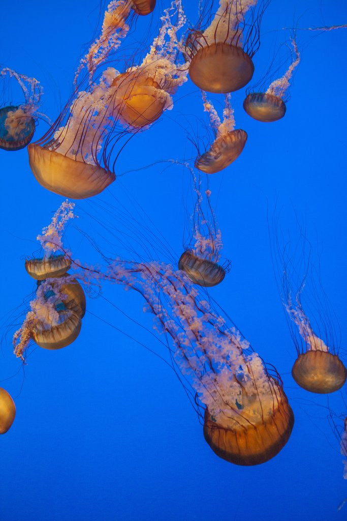 Detail of Lion's mane jellyfish by Anonymous