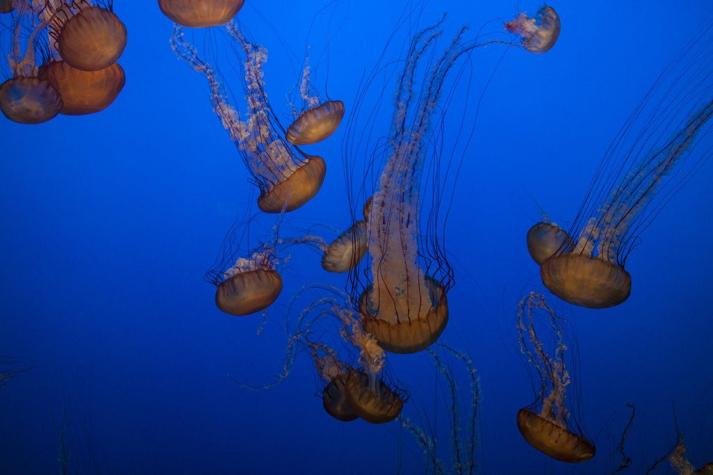 Detail of Lion's mane jellyfish by Corbis