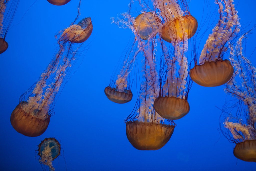 Lion's mane jellyfish by Corbis