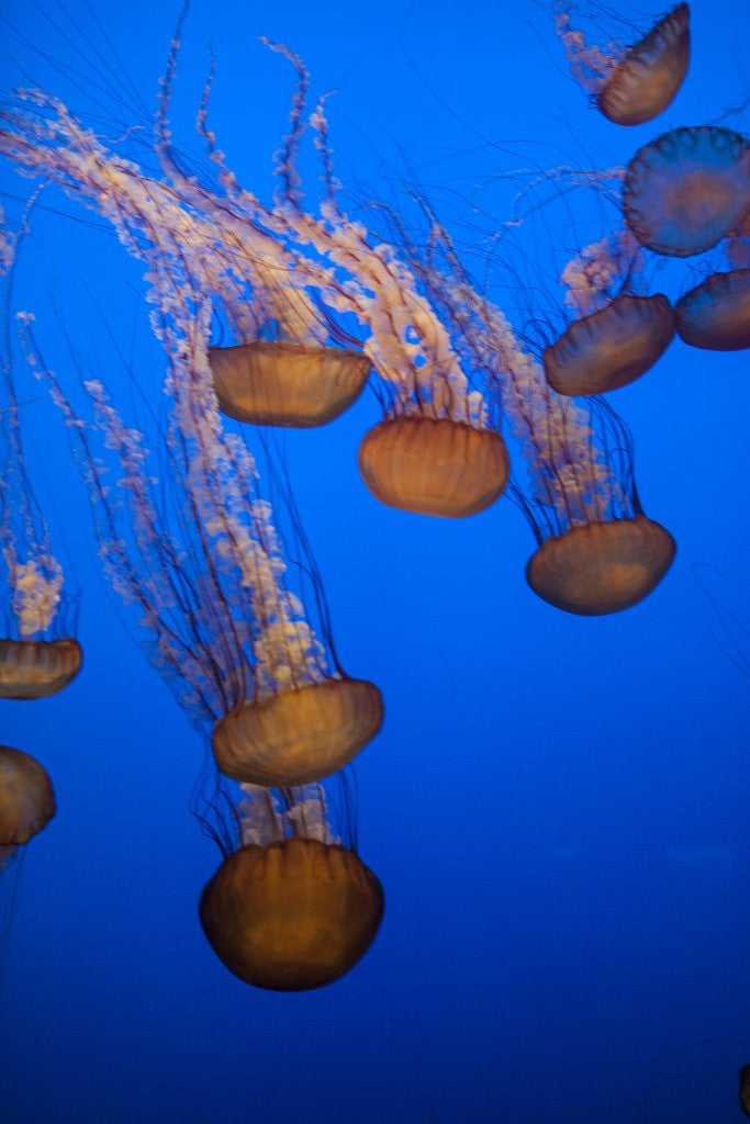 Detail of Lion's mane jellyfish by Anonymous