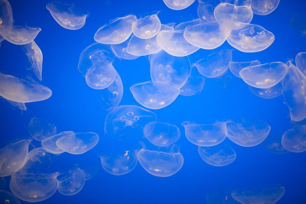 Detail of Moon jellyfish by Anonymous