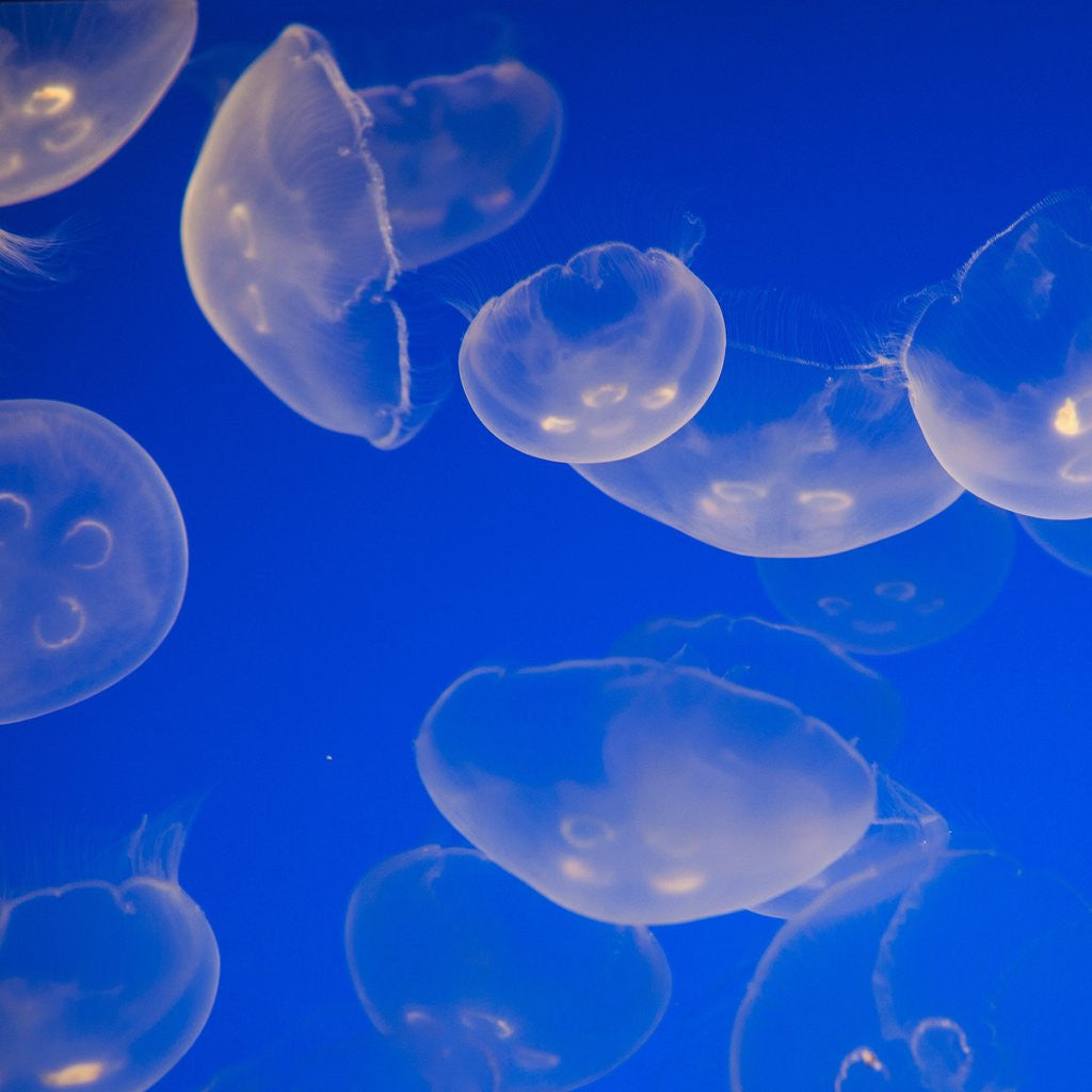 Detail of Moon jellyfish by Anonymous