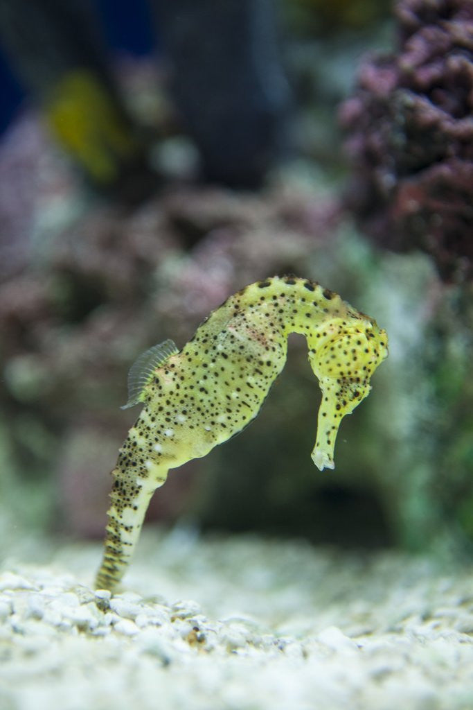 Detail of Pacific seahorse by Corbis