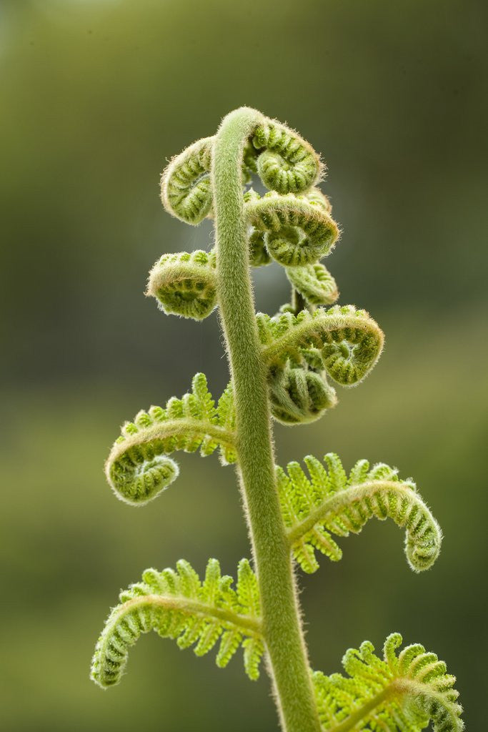 Detail of Fiddlehead fern by Anonymous
