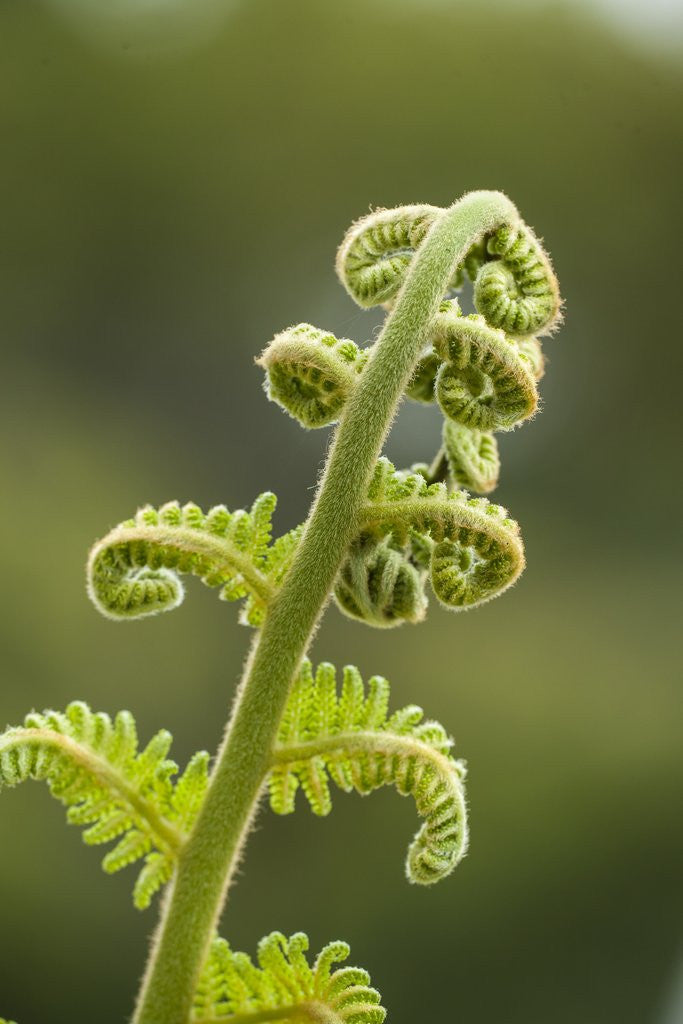 Detail of Fiddlehead fern by Anonymous