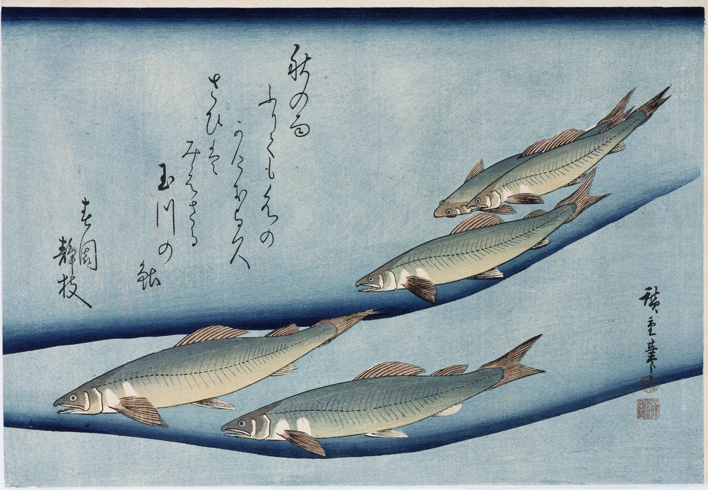 Rivertrout by Ando Hiroshige from the series 'Collection of Fish' by Ando Hiroshige
