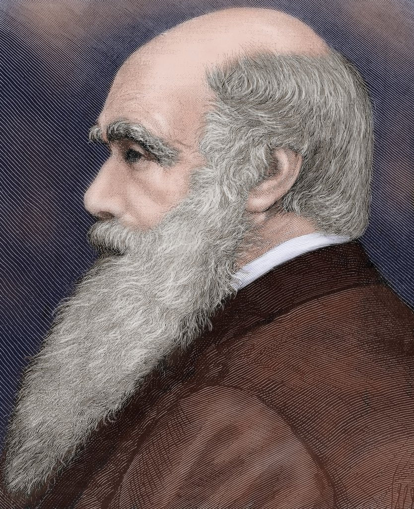 Detail of Charles Robert Darwin (1809-1882) British naturalist. Colored engraving by Anonymous