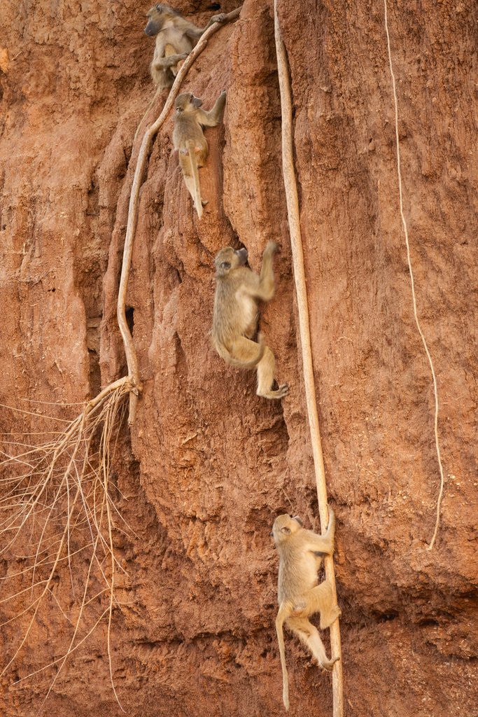 Detail of Gray-footed Chacma Baboons by Anonymous