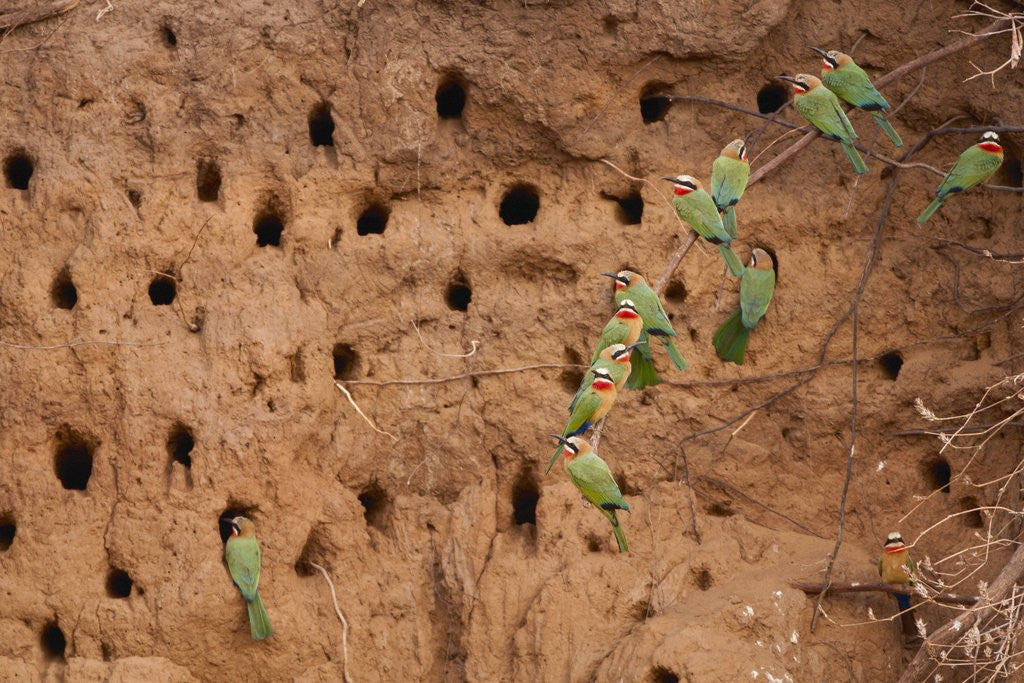Detail of White-fronted Bee Eaters by Corbis