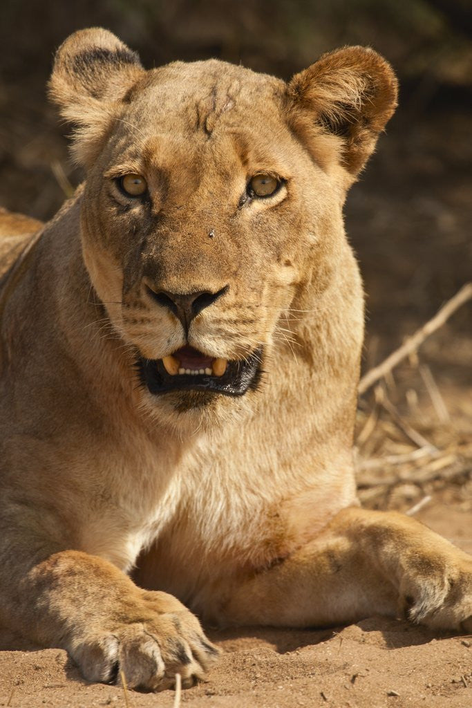 Detail of Lioness (Panthera leo) by Anonymous