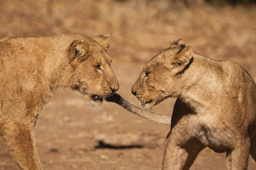 Detail of Young Lions (Panthera leo) by Anonymous