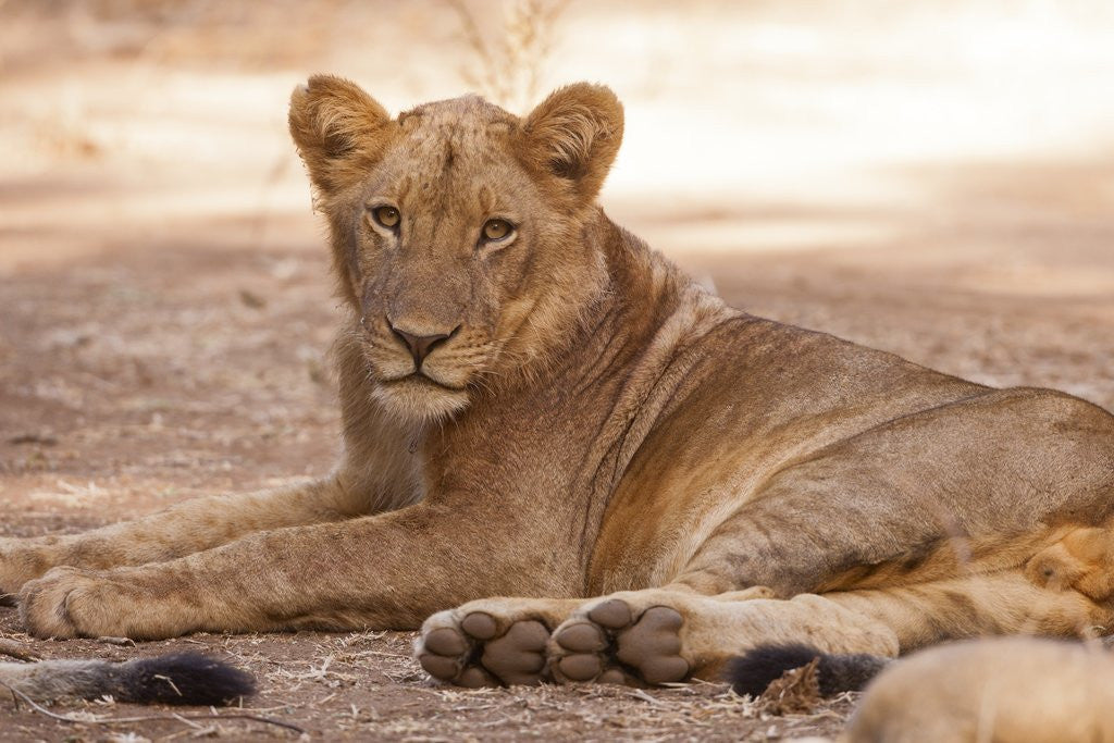 Detail of Young lion (Panthera leo) by Anonymous