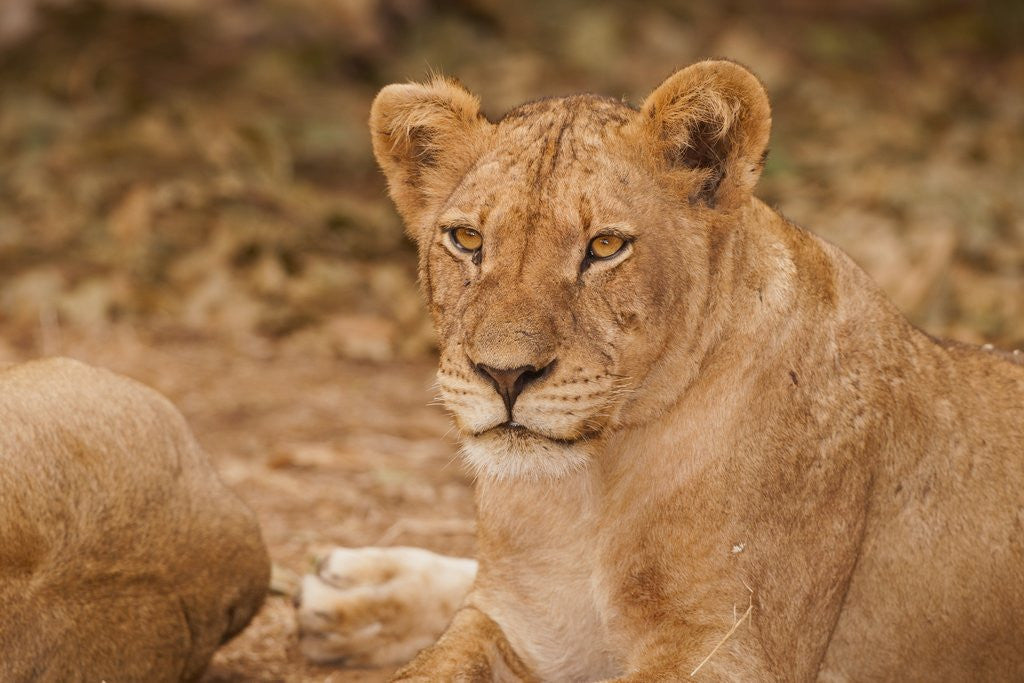 Detail of Young lion (Panthera leo) by Anonymous