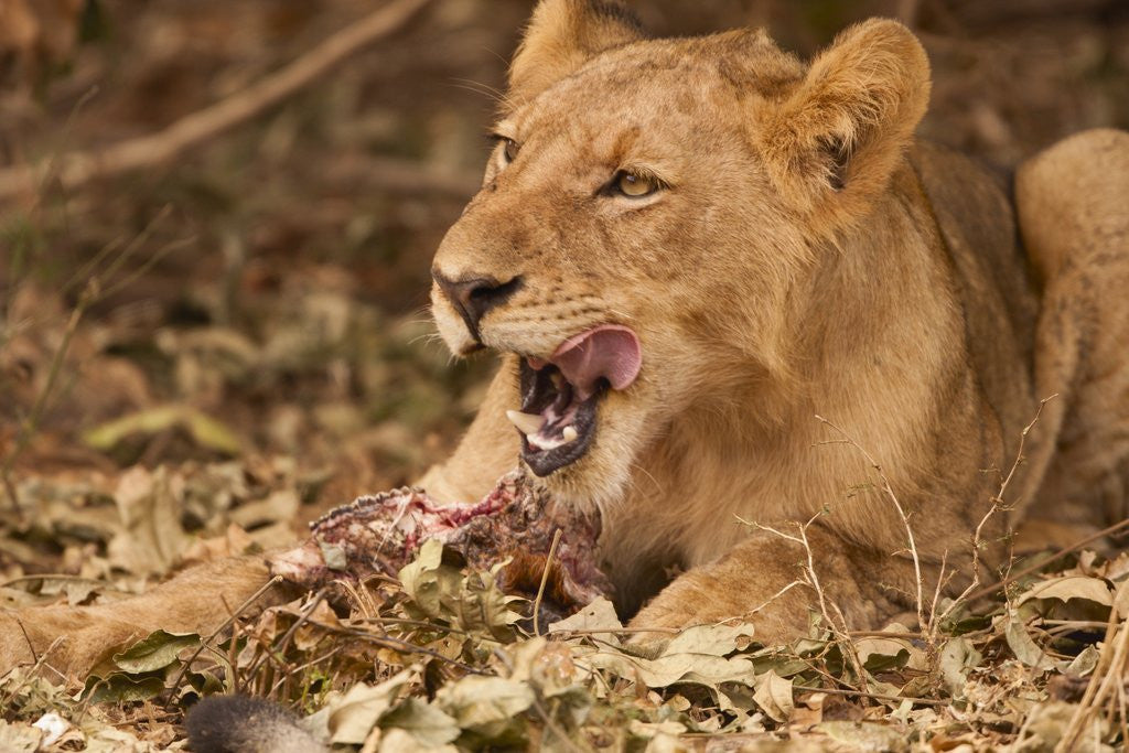Detail of Young lion (Panthera leo) by Anonymous