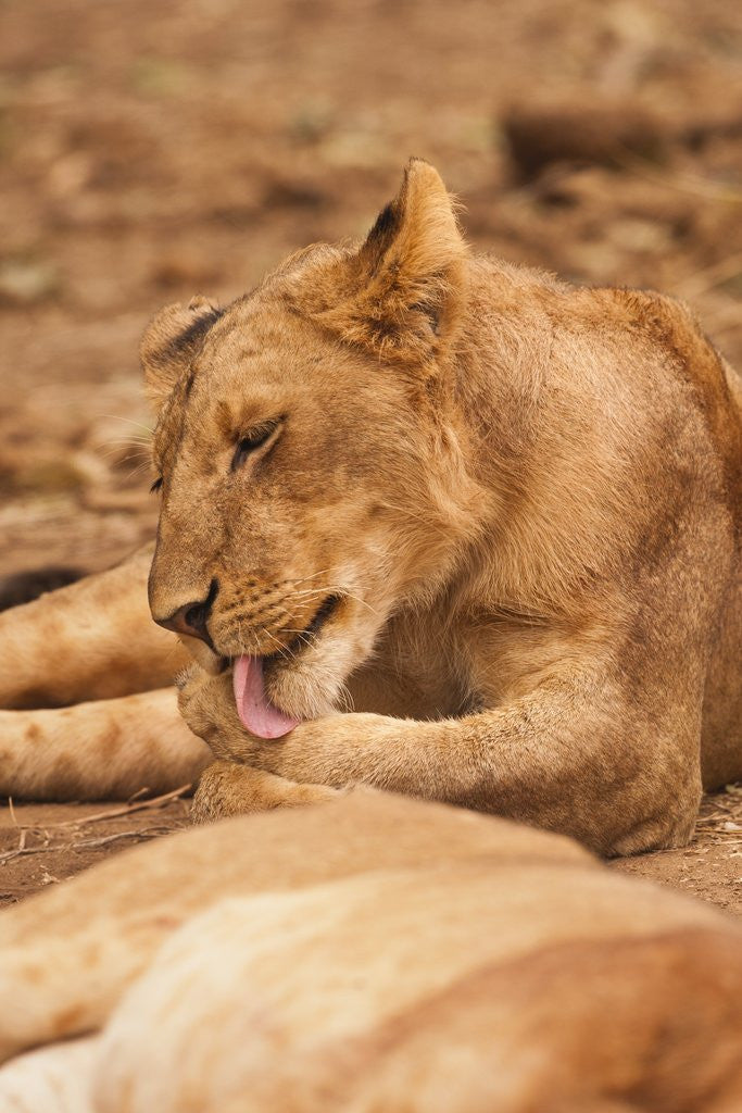 Detail of Young lion (Panthera leo) by Anonymous