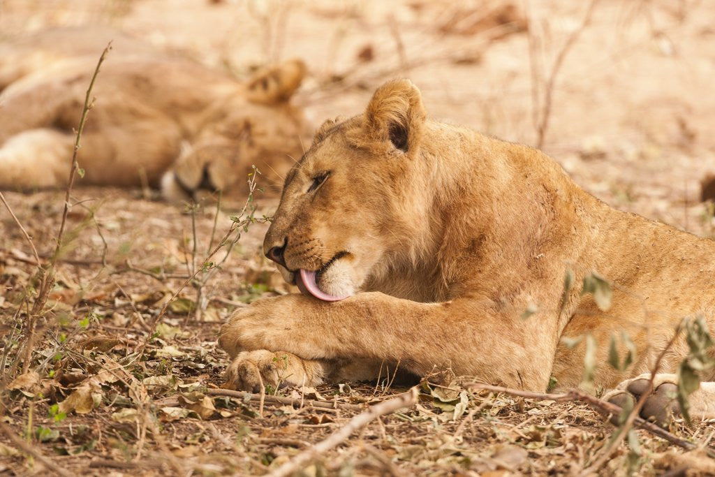 Detail of Lioness (Panthera leo) by Anonymous
