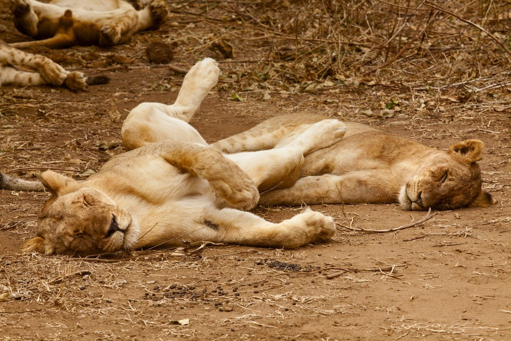 Detail of Young Lions (Panthera leo) by Anonymous